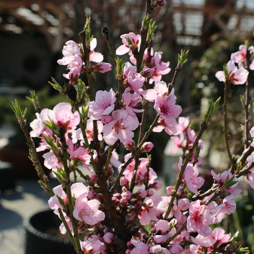 Ein Nahaufnahme eines Pflanzen mit vielen rosa Blüten und grünen Blättern. Die Blüten sind in voller Blüte und wirken lebhaft. Der Hintergrund ist unscharf, was auf eine Außenumgebung hindeutet.