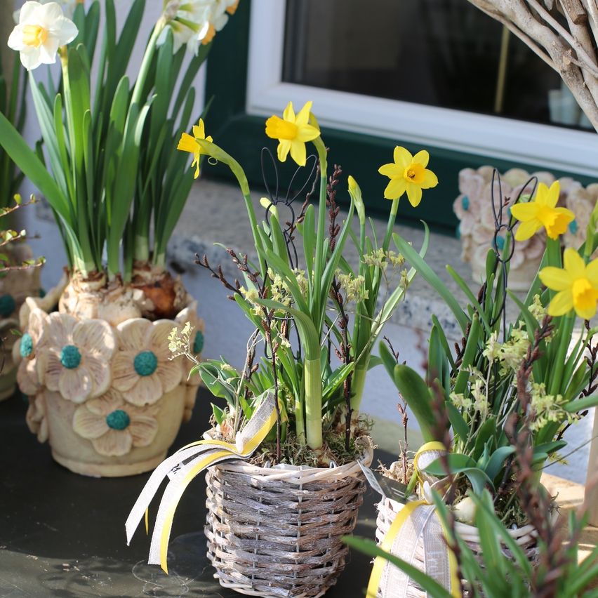 Mehrere Weidenkörbe mit gelben Narzissen sind vor einem Gebäude ausgestellt. Die Pflanzen sind mit grünen Blättern und gelben Blüten geschmückt. Die Körbe sind mit gelben Bändern gebunden. Hinter den Körben befindet sich ein Glasfenster.