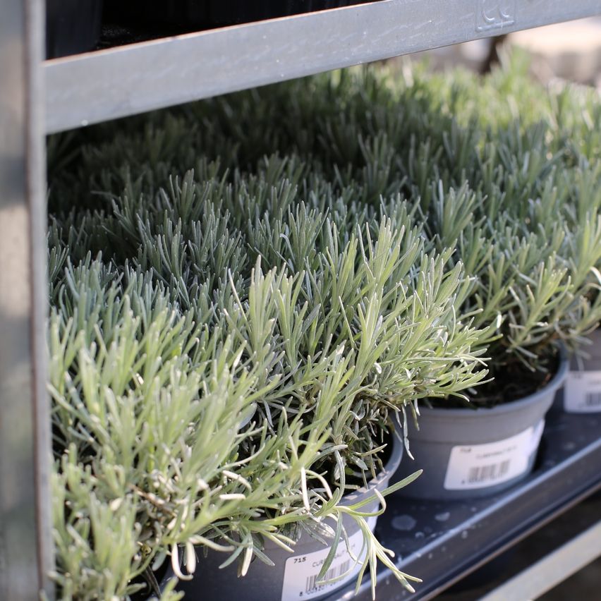 Ein Nahaufnahme von mehreren Lavendelpflanzen in Töpfen, ordentlich auf einem Metallregal angeordnet. Jede Pflanze hat ein Etikett mit Text, und die Pflanzen sind unterschiedlich groß.