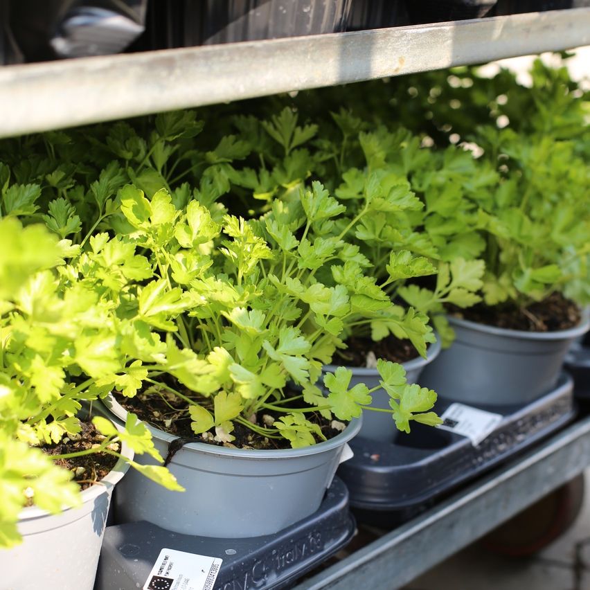 Ein Nahaufnahme einer Regal mit mehreren Töpfen von Petersilie. Die Pflanzen sind leuchtend grün, einige zeigen eine leichte Vergilbung. Jeder Topf ist ordentlich auf einem Metallregal organisiert.