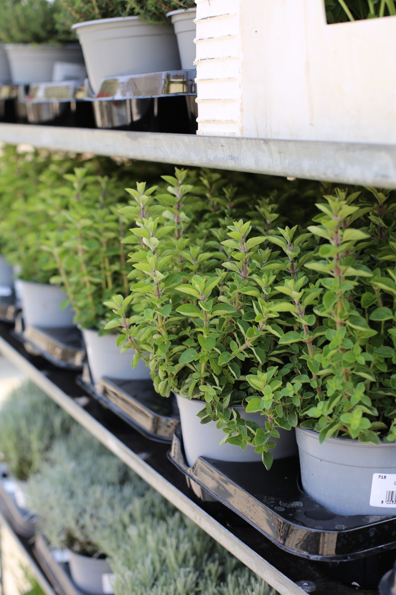 Eine Reihe von Topfpflanzen, wahrscheinlich Kräuter, in einem Gartenladen ausgestellt. Die Pflanzen sind in weißen Töpfen angeordnet und auf schwarzen Regalen platziert.