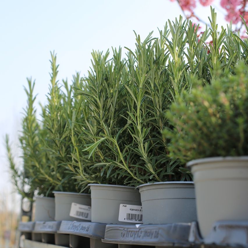 Reihen von Rosmarinpflanzen in Töpfen stehen auf einem Regal. Jede Pflanze hat einen weißen Etikett. Die Pflanzen haben üppige grüne Blätter. Der Hintergrund zeigt rosa Blumen und einen blauen Himmel.