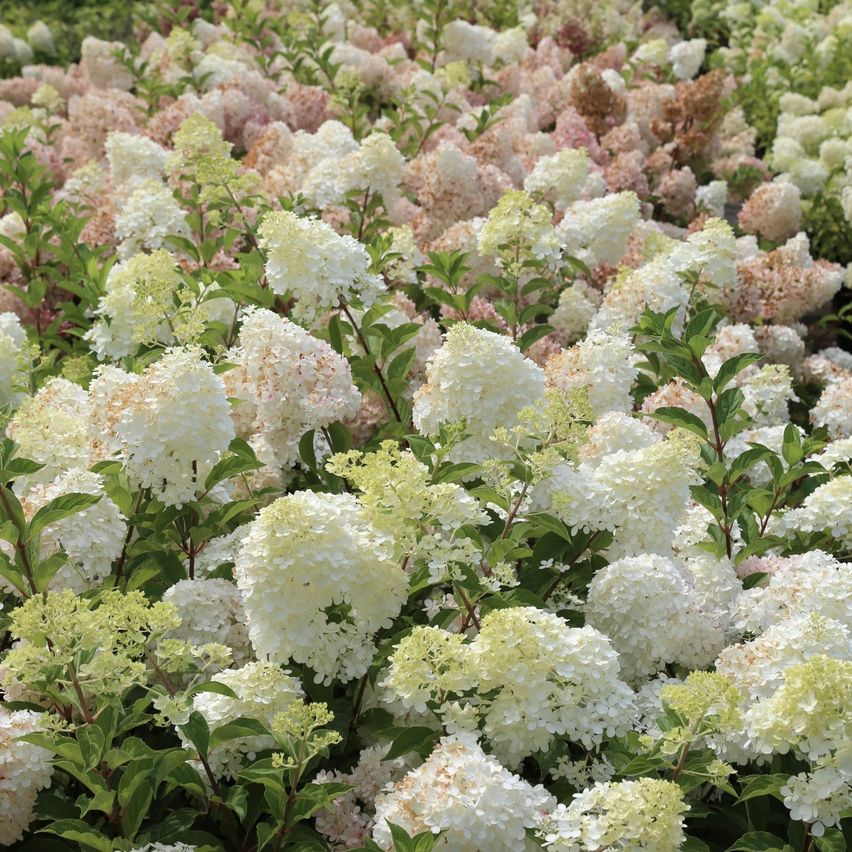Hortensien im GartenShop