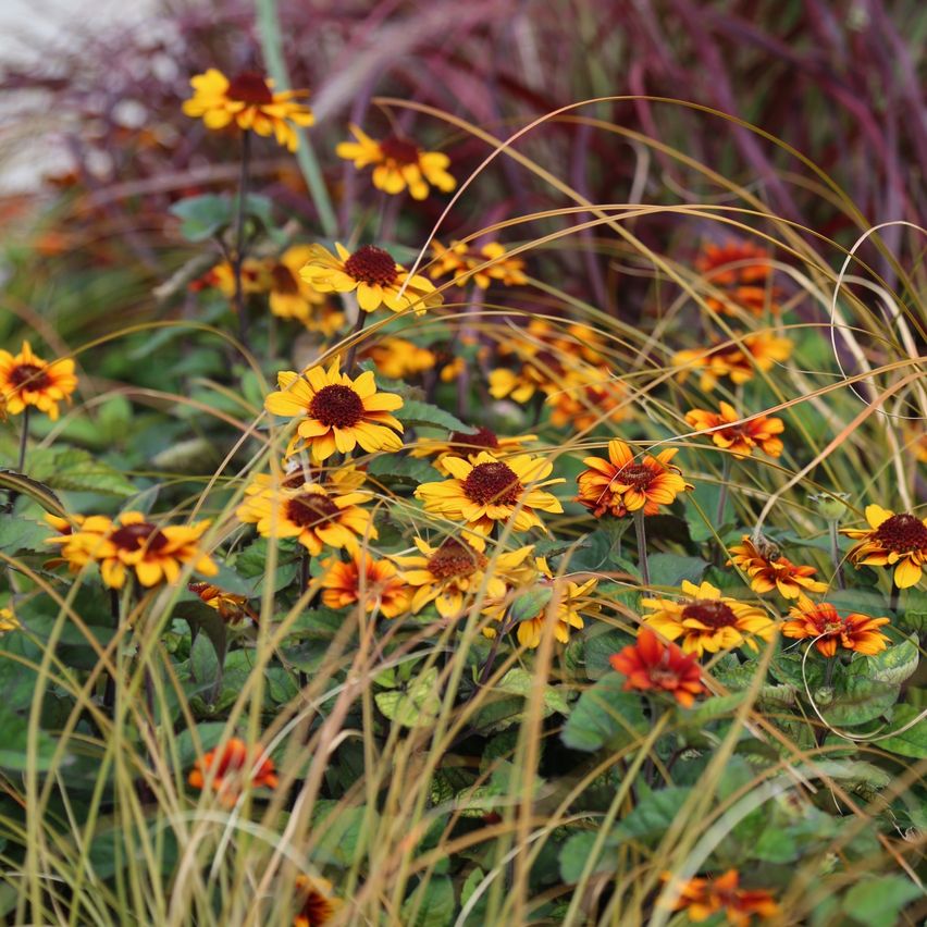 Eine Nahaufnahme eines Gartens mit gelben und orangefarbenen Blumen, umgeben von grünen Blättern und hohem Gras.