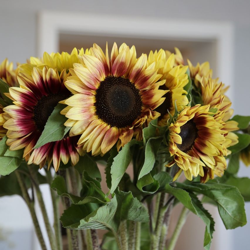 Sommerblumen im GartenShop