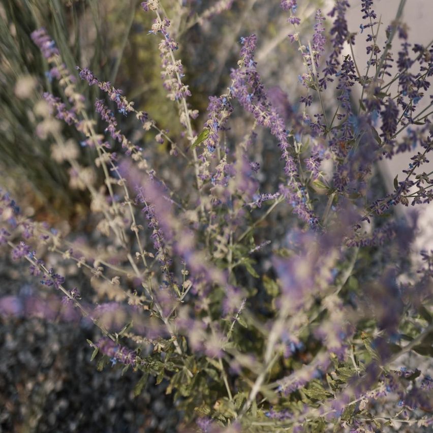 A close-up view of a plant with numerous small, purple flowers growing from slender stems, set against a blurred background.