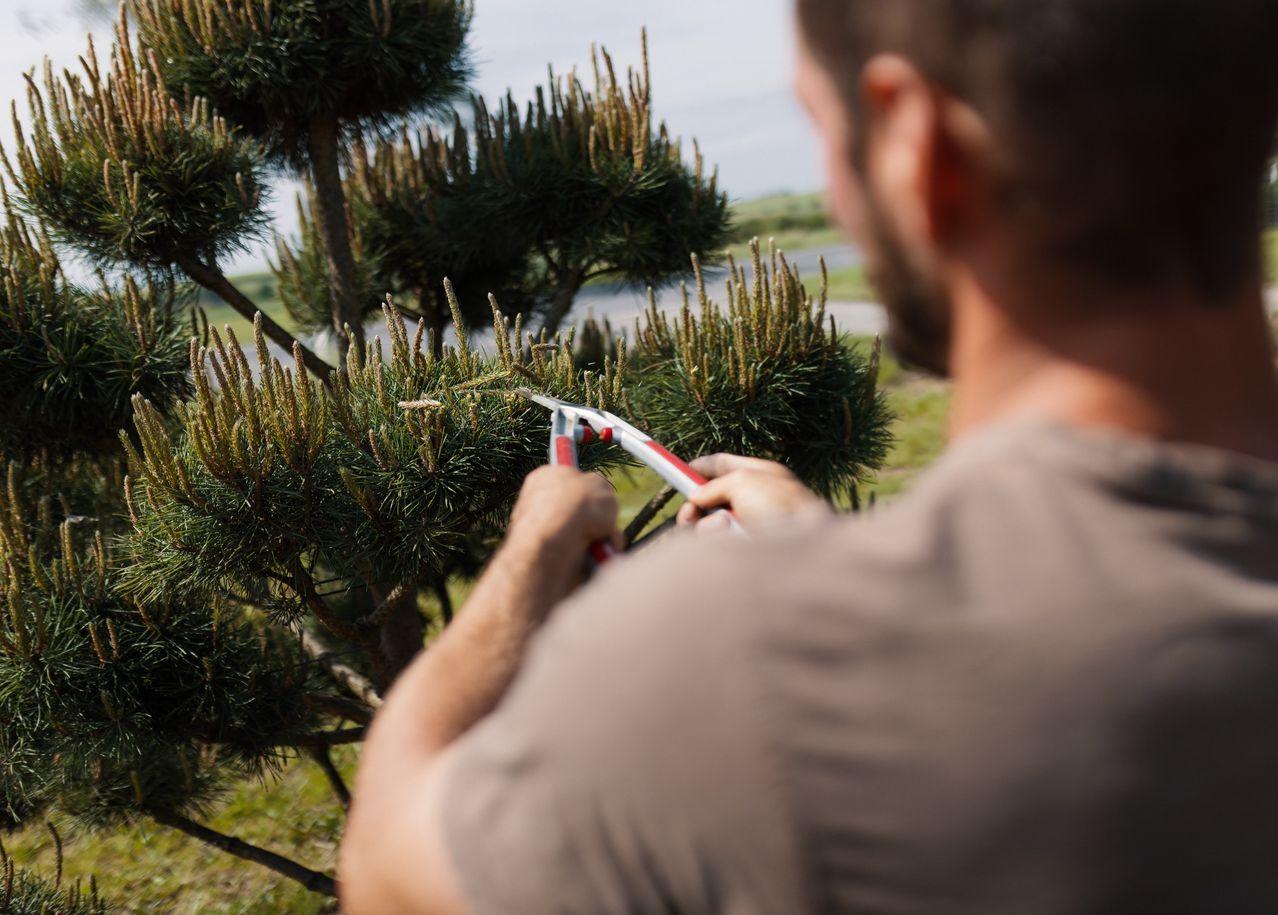 A man in a brown shirt uses pruning shears to trim a pine tree with needle-like leaves.