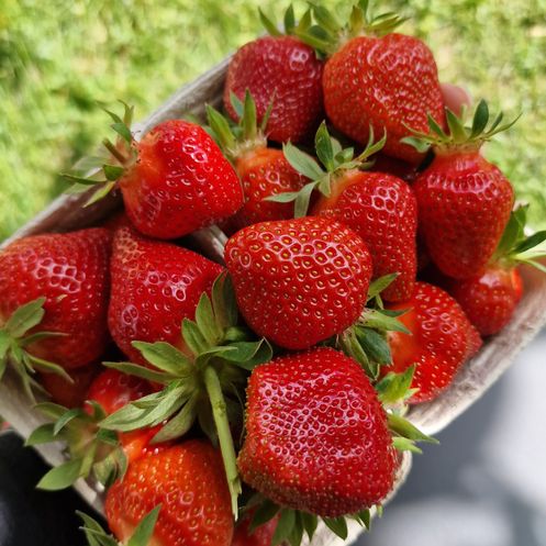 Bild enthält, Berry, Food, Fruit, Plant, Produce, Strawberry