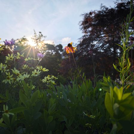 Bild enthält, Flare, Light, Sunlight, Summer, Daisy, Flower, Outdoors, Nature, Vegetation, Grassland