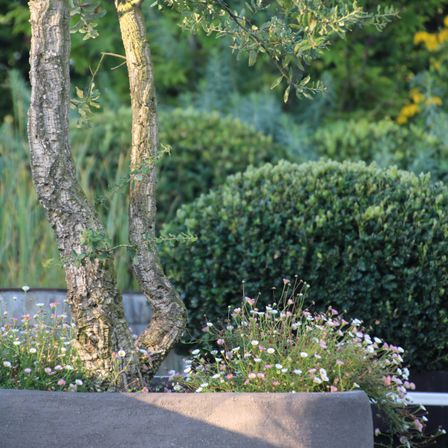 Bild enthält, Plant, Tree, Tree Trunk, Potted Plant, Garden, Nature, Outdoors, Vegetation, Herbs, Flower