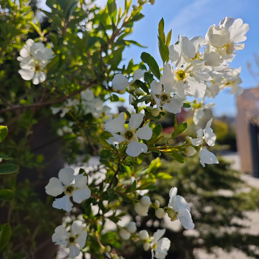 Ein Nahaufnahme eines Busches mit vielen weißen Blüten und grünen Blättern. Die Blüten haben gelbe Zentren. Das Sonnenlicht scheint hell.