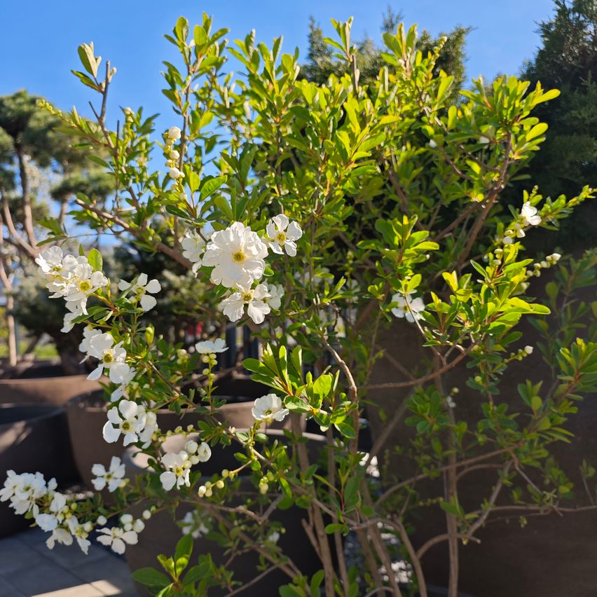 Eine Nahaufnahme eines kleinen Baumes mit weißen Blüten, üppigen grünen Blättern und mehreren anderen Bäumen im Hintergrund.
