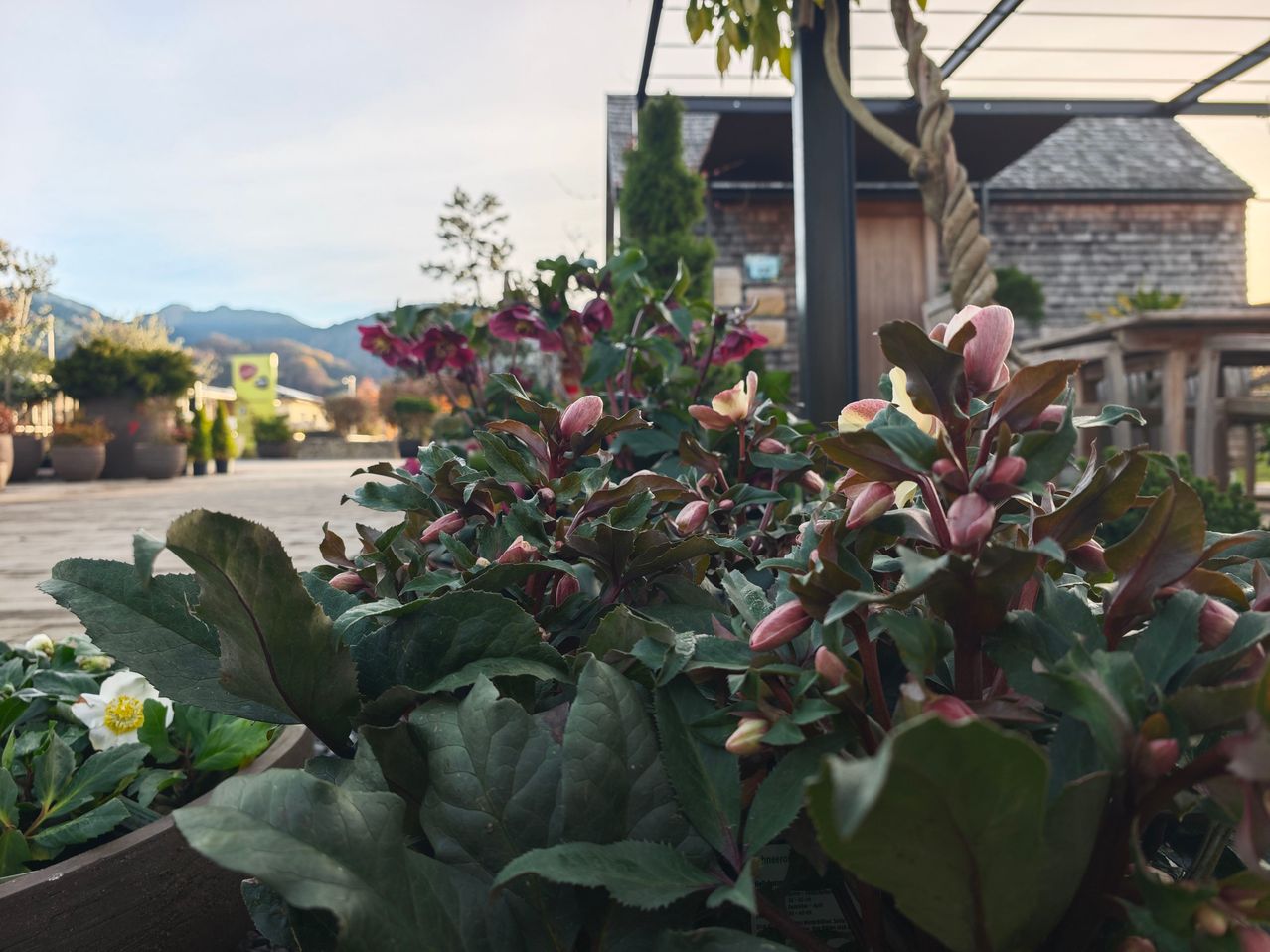 A garden with various plants, including a cluster of red and yellow flowers, lush green leaves, and a building with a gray roof in the background.