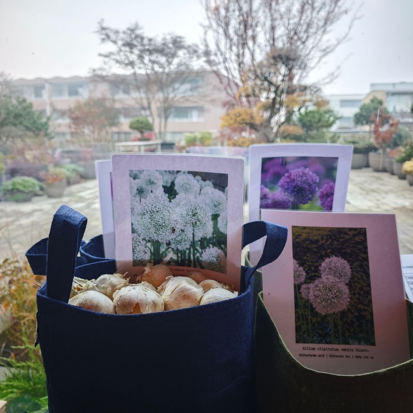 A view through a window shows bags filled with onions and cards with flowers on them, against a backdrop of trees and buildings.