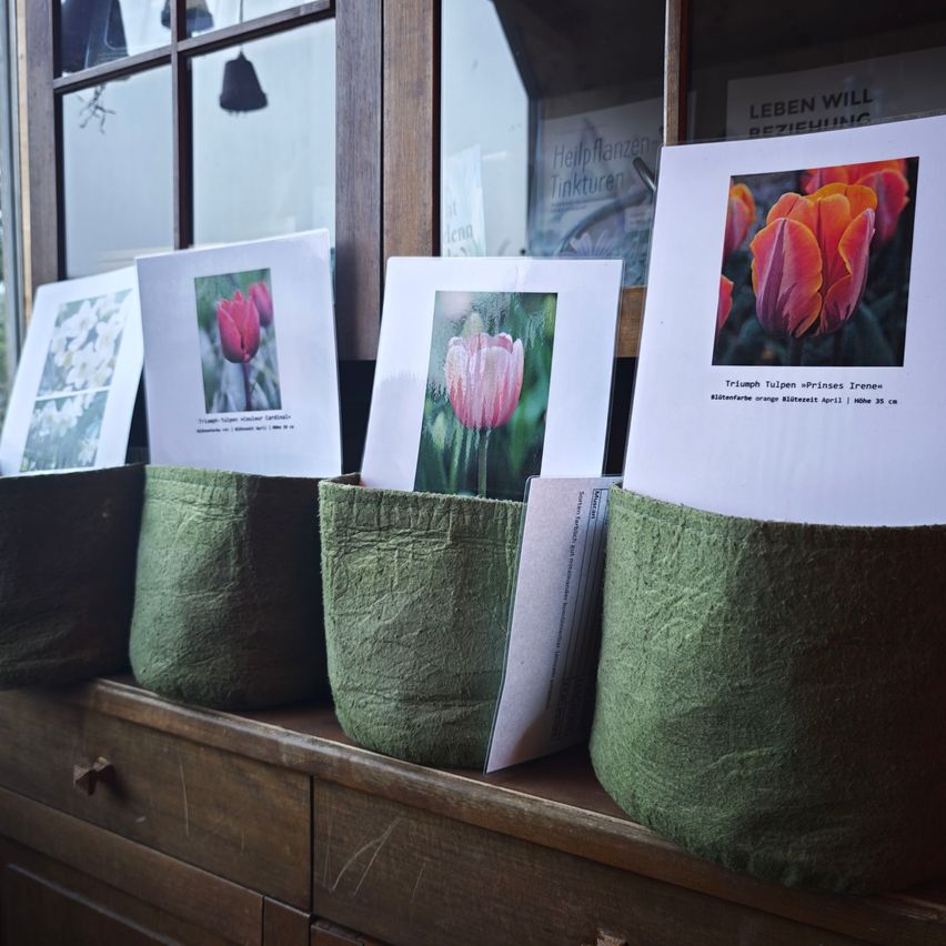 A wooden cabinet with drawers and green fabric baskets holds several tulip postcards. The postcards feature orange tulips with the text 'Triumph Tulips'. A glass window is in the background.