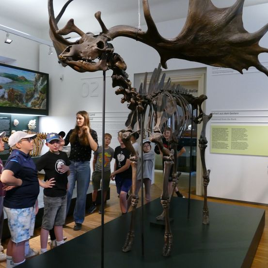 Ein großes Elchskelett ist in einem Museum ausgestellt, das von Kindern und Erwachsenen beobachtet wird. Das Skelett hat große Geweihe und steht auf einer schwarzen Plattform.