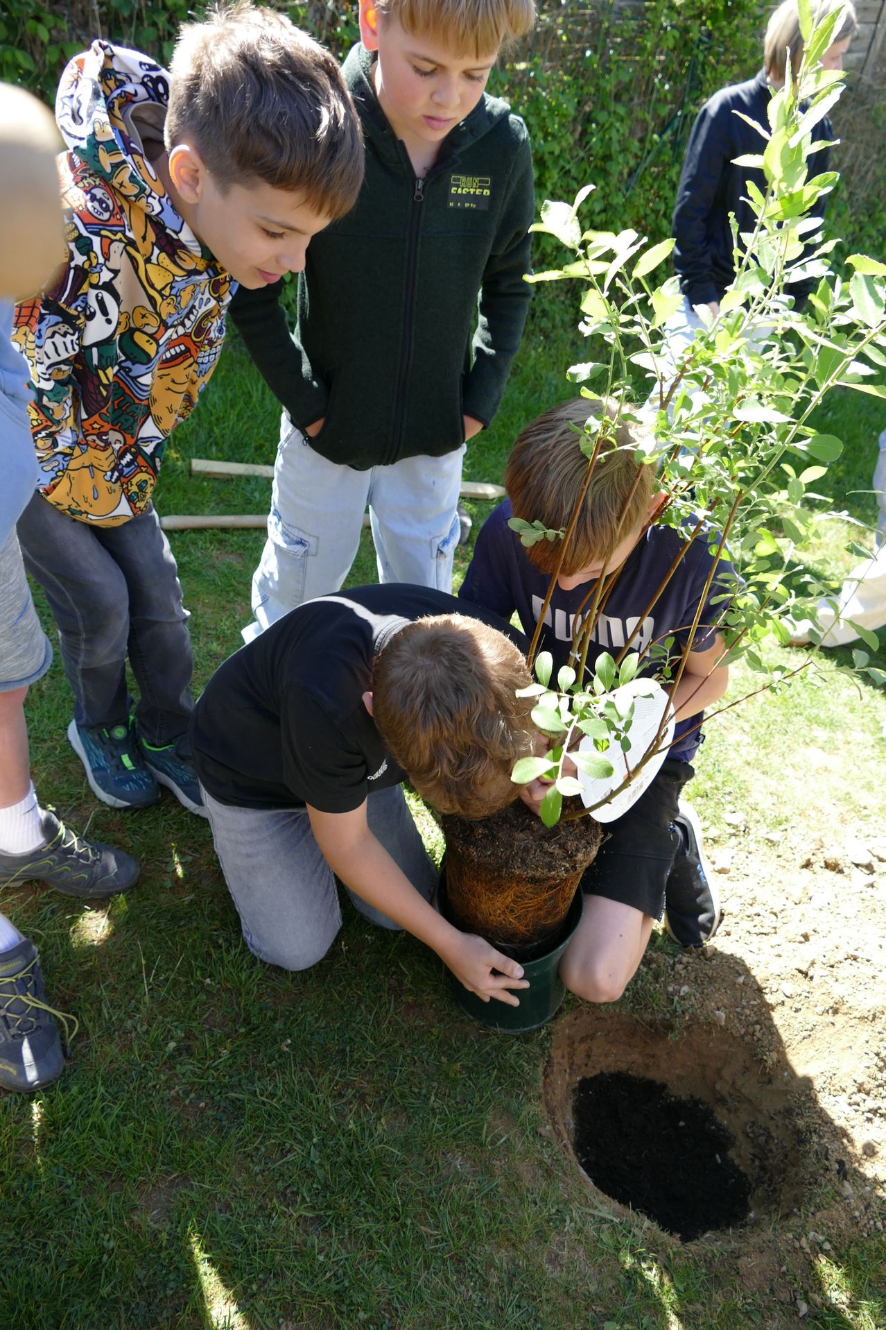 Kinder pflanzen draußen einen Baum. Ein Junge untersucht die Wurzeln und ein anderer hält einen Teller.