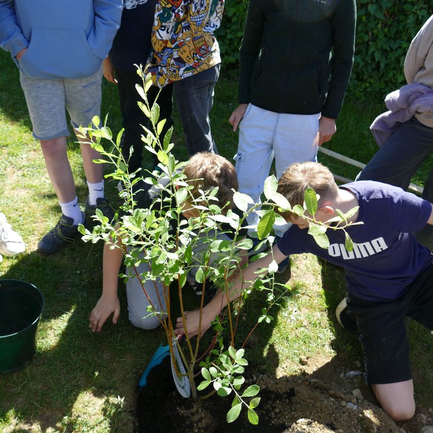 Zwei Jungen pflanzen mit der Hilfe ihrer Freunde einen Baum an einem sonnigen Tag. Ein Junge kniet und der andere steht.