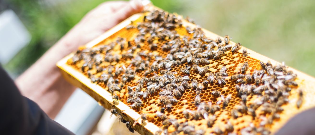 Eine Person hält einen Bienenwabenrahmen voller Bienen. Die Bienen sind damit beschäftigt, auf der Honigwabe zu arbeiten. Der Rahmen ist golden gefärbt und die Hände der Person sind in Schutzkleidung bedeckt.