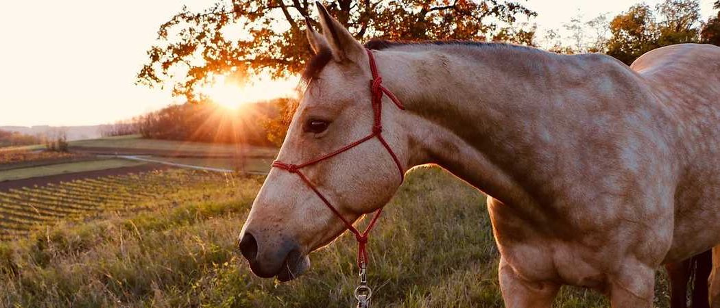 Bild enthält, Nature, Outdoors, Animal, Horse, Mammal, Sunlight, Countryside, Colt Horse