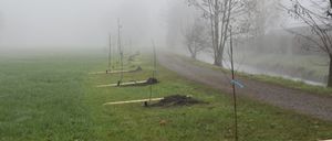 Eine neblige Landschaft mit mehreren jungen Bäumen in Reihen gepflanzt. Ein unbefestigter Weg schlängelt sich durch das Gebiet. Bäume und ein Fluss sind in der Ferne sichtbar.