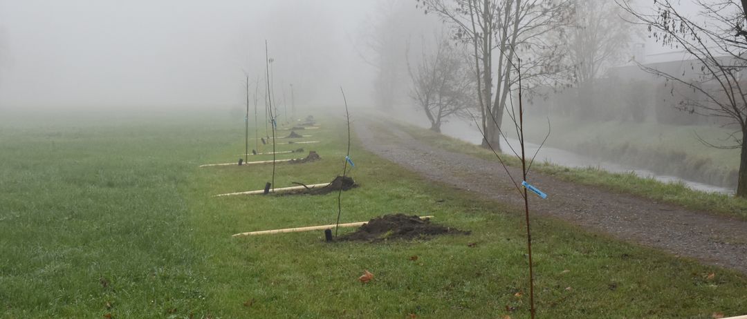 Eine neblige Landschaft mit mehreren jungen Bäumen in Reihen gepflanzt. Ein unbefestigter Weg schlängelt sich durch das Gebiet. Bäume und ein Fluss sind in der Ferne sichtbar.