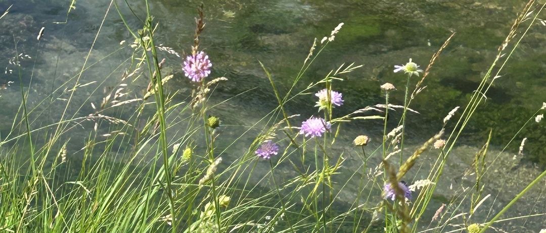Eine ruhige Landschaft mit einem Bach, der hindurchfließt, umgeben von hohem Gras und lila Blumen. Das Wasser ist klar mit einem grünlichen Schimmer.