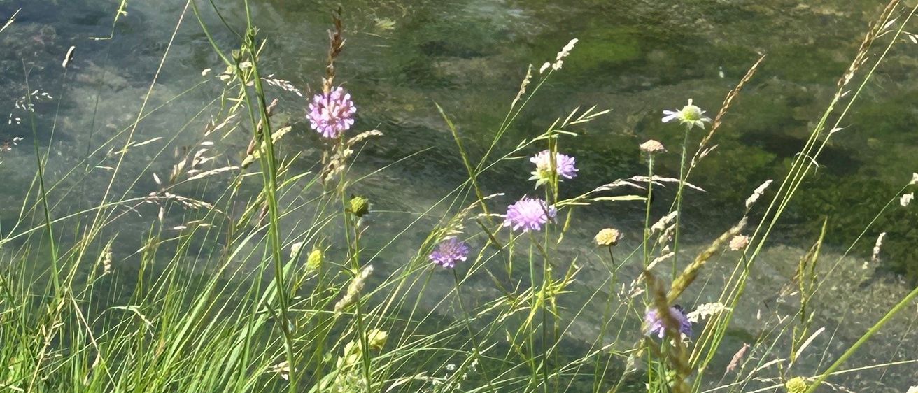Eine ruhige Landschaft mit einem Bach, der hindurchfließt, umgeben von hohem Gras und lila Blumen. Das Wasser ist klar mit einem grünlichen Schimmer.