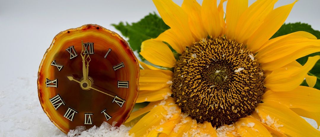 Eine Uhr aus Achatstein liegt neben einer Sonnenblume. Die Uhr zeigt die Zeit 11:40 an.