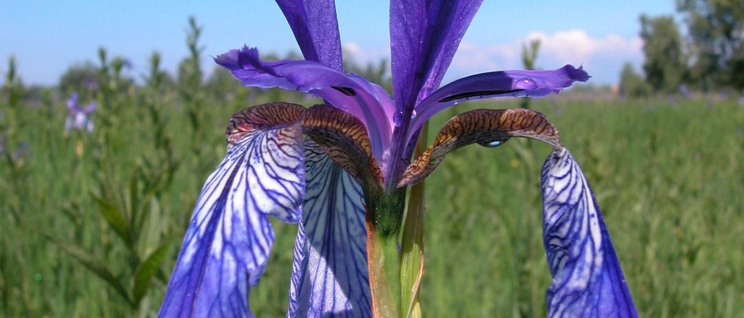 Ein Nahaufnahme einer leuchtend violetten Irisblüte mit Wassertropfen auf ihren Blütenblättern, vor einem Hintergrund aus üppigem grünem Gras und klarem blauem Himmel.