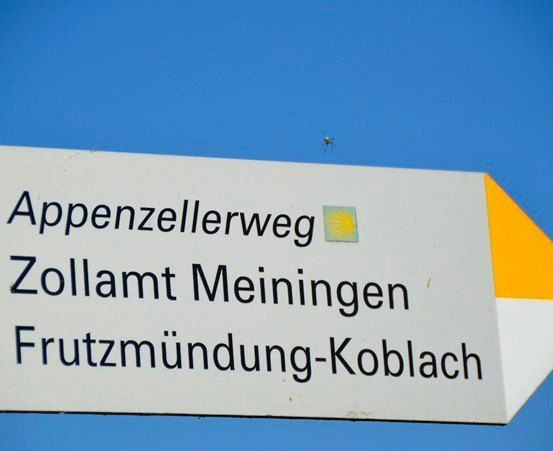 Bild enthält, Sign, Symbol, Road Sign, Animal, Invertebrate, Spider