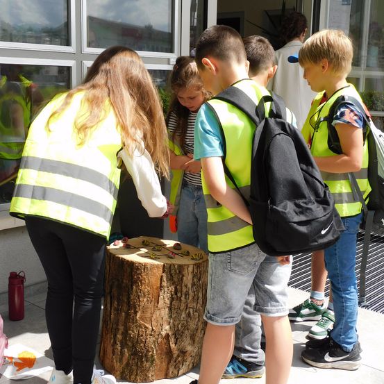 Eine Gruppe von Kindern in Sicherheitswesten steht um einen Baumstumpf mit Insekten herum. Ein Mädchen schaut sich die Insekten an, während ein Junge ein oranges Objekt in der Hand hält.
