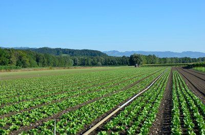 Bild enthält, Soil, Agriculture, Countryside, Field, Nature, Outdoors, Green