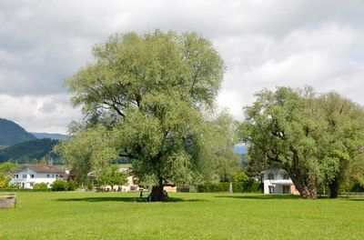 Bild enthält, Tree, Grass, Nature, Outdoors, Park, Pasture, Oak, Grove, Vegetation, Sycamore