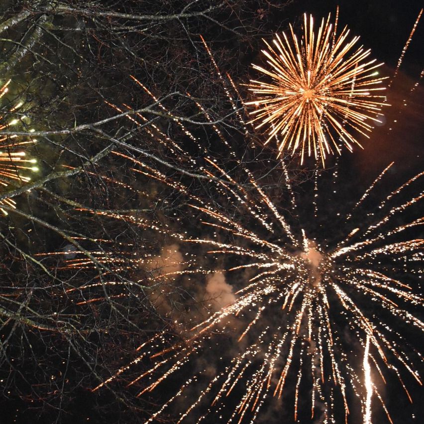 Feuerwerke explodieren in der Nacht am Himmel, mit Ästen eines Baumes im Vordergrund. Die Feuerwerke sind in verschiedenen Farben und Formen.