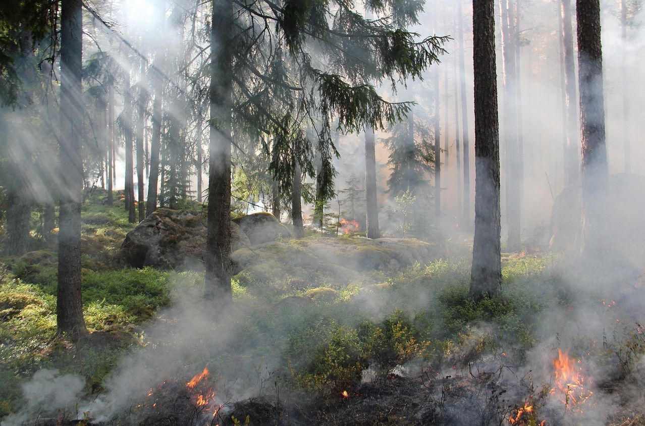 Ein Wald mit hohen Bäumen und dickem Rauch, der aus dem Boden aufsteigt, was auf ein Feuer hinweist. Das Sonnenlicht filtert durch die Bäume und wirft Schatten.