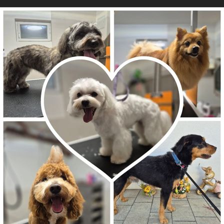 Ein Collage von vier Hunden in verschiedenen Pflegesituationen, darunter ein weißer Pudel, ein brauner Hund, ein braun-weißer Hund und ein schwarz-brauner Hund.