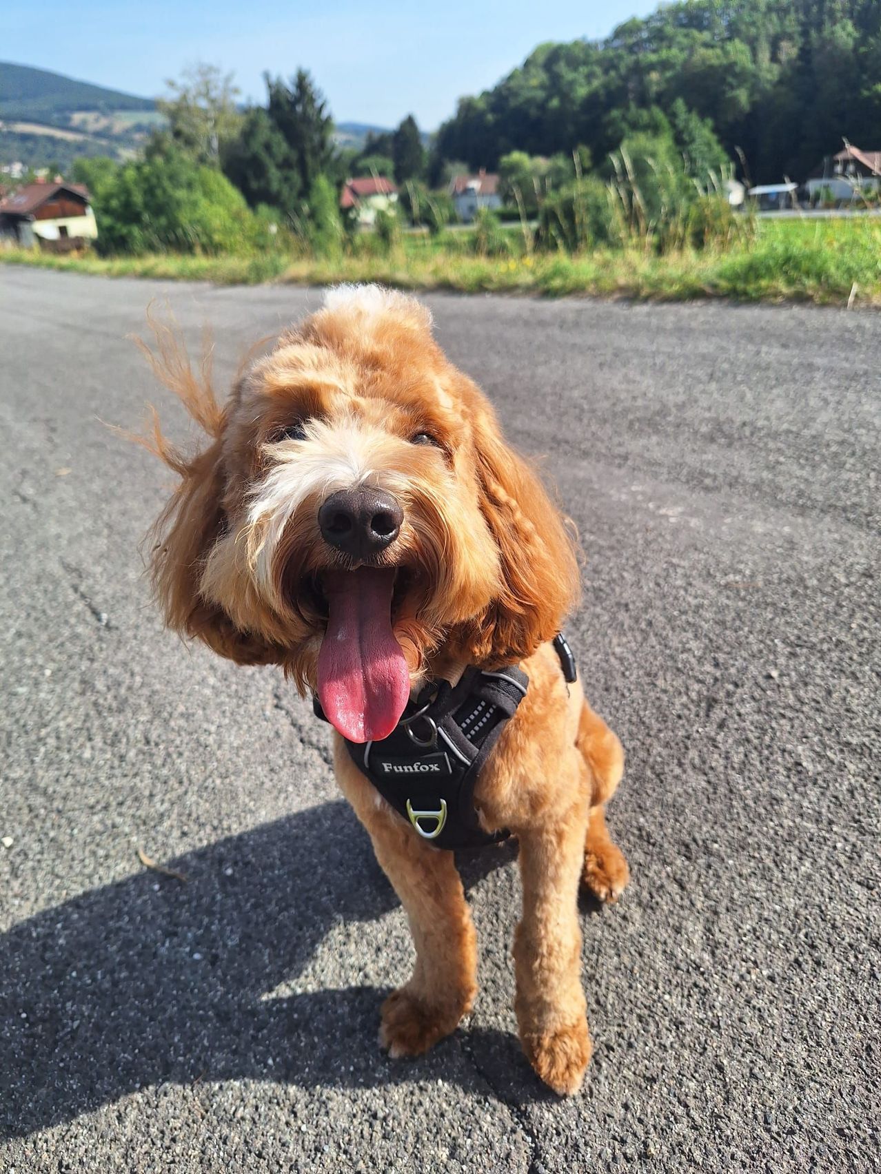 Ein Goldendoodle-Hund mit schwarzem Geschirr steht auf einer Straße und schnauft mit heraushängender Zunge.