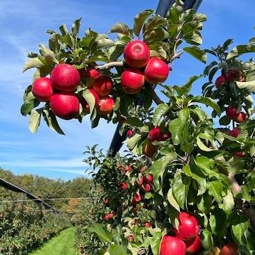 v1_migrated_image_68114226