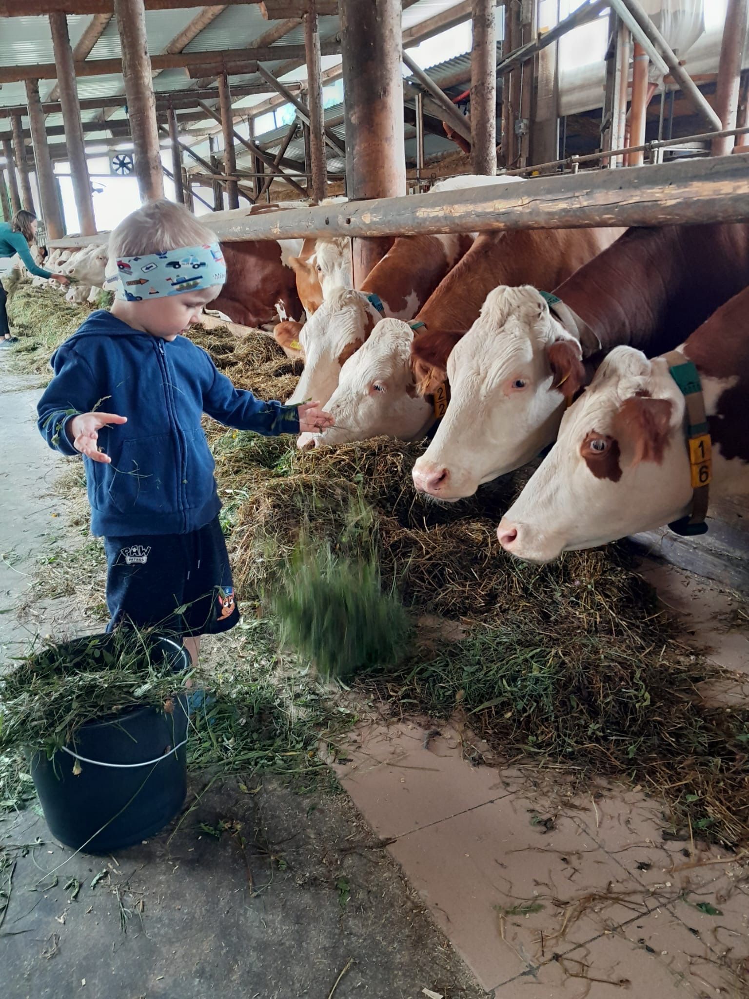 Bild enthält, Person, Portrait, Animal, Cattle, Livestock, Mammal, Cow, Outdoors, Plant, Dairy Cow