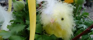 Bild enthält, Potted Plant, Flower, Petal, Herbal, Herbs, Planter, Leaf, Flower Arrangement, Daisy, Vegetation