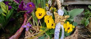 Bild enthält, Plant, Flower, Flower Arrangement, Fun, Picnic, Picnic Basket