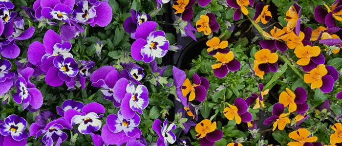 Bild enthält, Flower, Plant, Geranium, Purple, Pansy, Petal