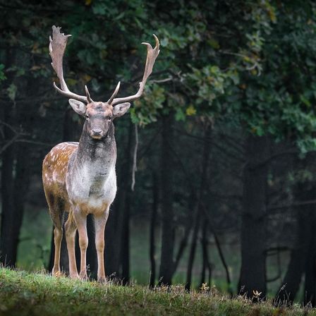 Bild enthält, Animal, Deer, Mammal, Wildlife, Elk, Antelope, Antler, Plant, Tree, Vegetation