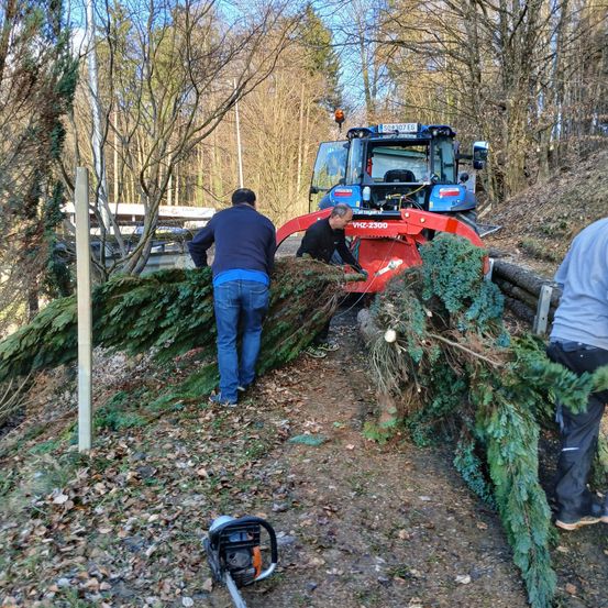 Zwei Männer entfernen in einem Wald einen Baum mit einem Traktor und einer Kettensäge. Ein dritter Mann beobachtet von der Seite.