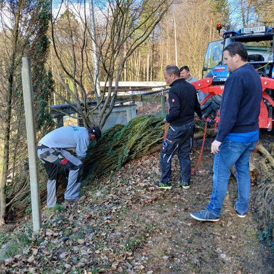 Vier Männer arbeiten im Freien, einer beugt sich über einen umgefallenen Baum. Zwei andere ziehen ihn mit Seilen, während ein vierter zusieht. Ein roter Traktor steht dahinter.