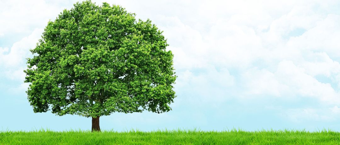 Bild enthält, Tree, Oak, Sycamore, Grass, Outdoors