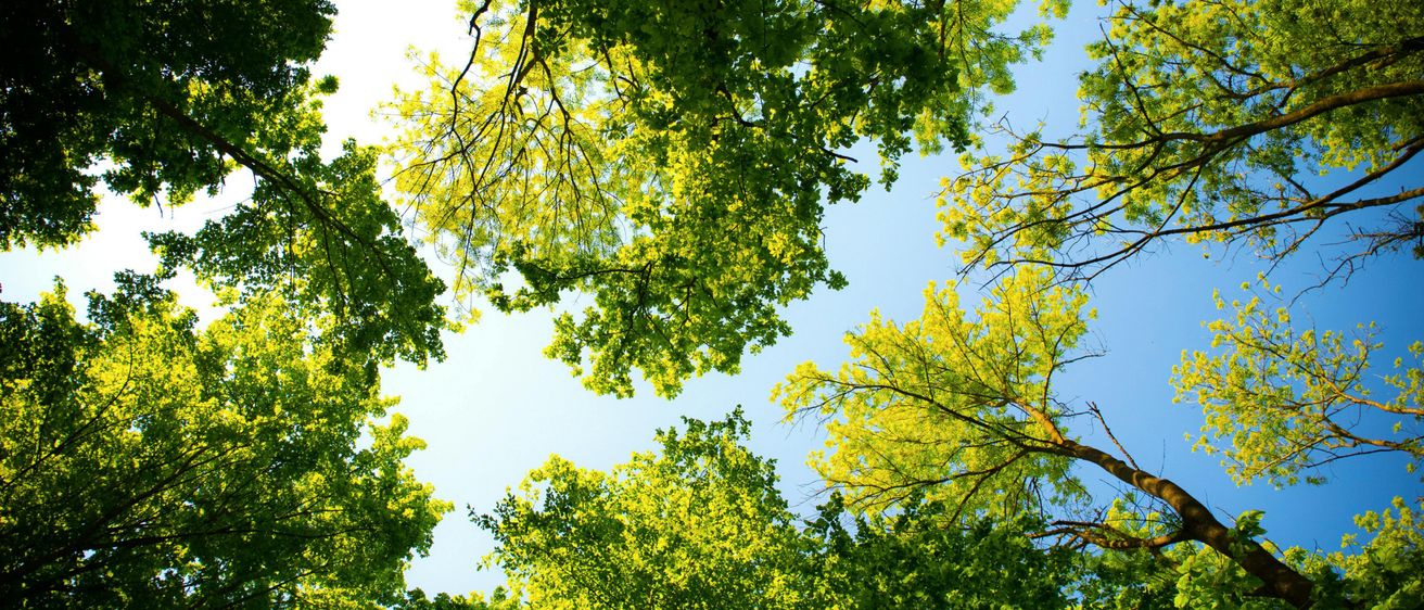 Ein Blick von unten auf einen klaren blauen Himmel durch eine grüne Baumkrone aus Blättern und Ästen.
