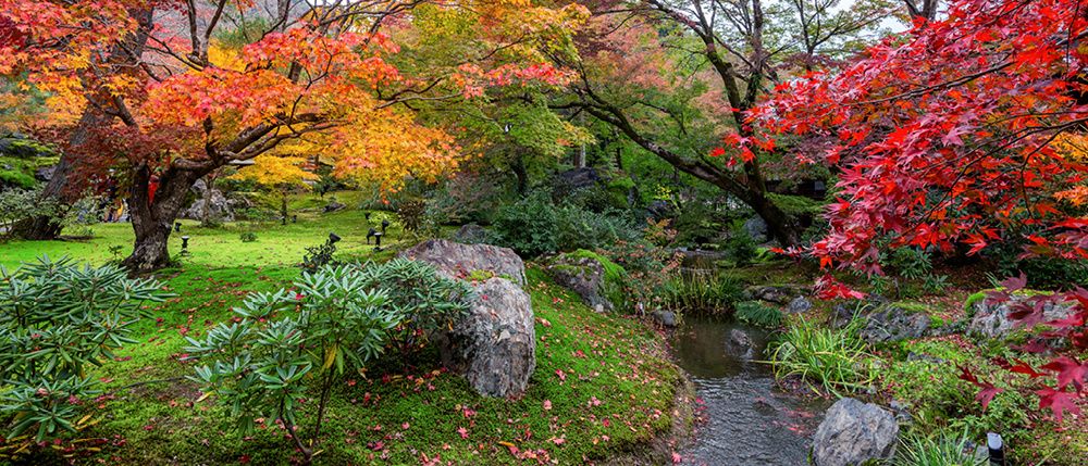 Ein ruhiger Garten mit leuchtend roten und orangefarbenen Ahornblättern, einem kleinen Bach und verschiedenen Pflanzen und Felsen in der Umgebung.