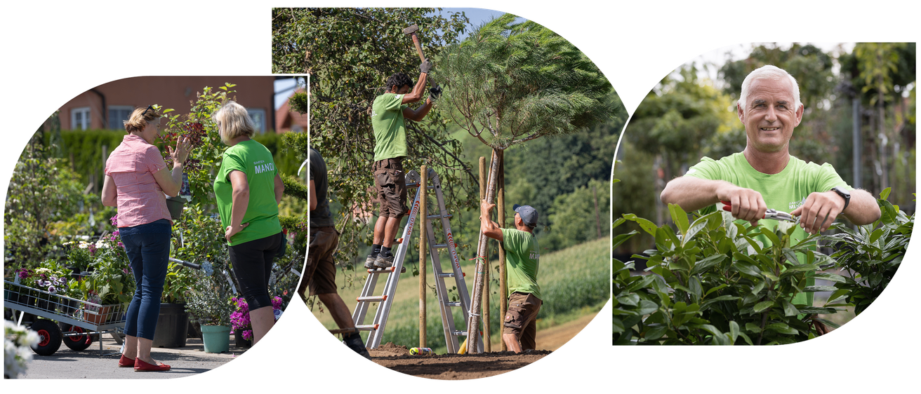 Zwei Männer pflanzen einen Baum an einem sonnigen Tag. Ein Mann steht auf einer Leiter und benutzt einen Hammer, während der andere den Baum hält. Eine dritte Person steht in der Nähe und eine vierte ist teilweise sichtbar.